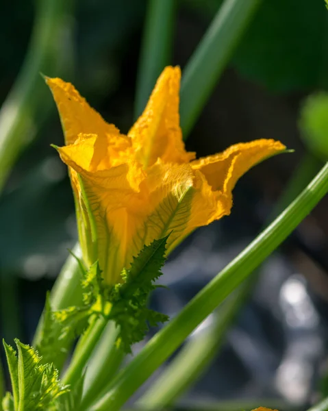 Sommerlandschaft Mit Gelben Zucchini Blüten Sommergarten — Stockfoto