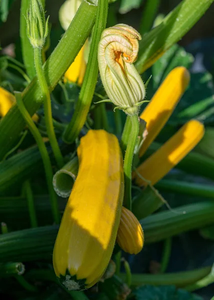 Paisaje Verano Con Flores Calabacín Amarillo Jardín Verano —  Fotos de Stock