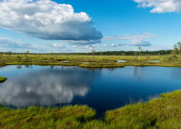 Sunny Summer Landscape Swamp White Cumulus Clouds Reflect Dark Swamp — Stock Photo, Image