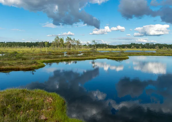 Sunny Summer Landscape Swamp White Cumulus Clouds Reflect Dark Swamp — Stock Photo, Image