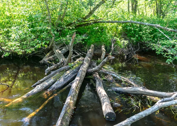Küçük kahverengi bir nehir manzarası, ağaçlar suya düşüyor, alçak nehir sakin.