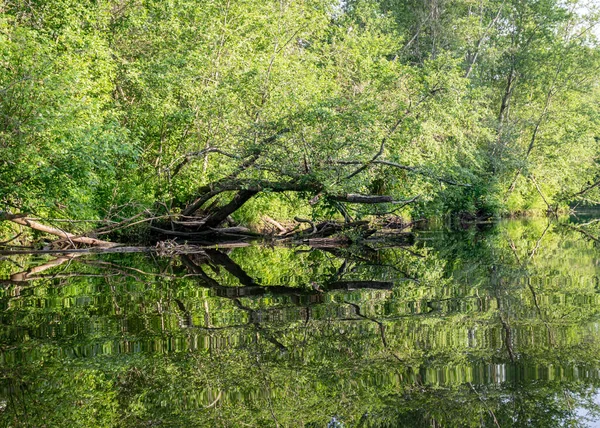 Zelená Letní Krajina Malou Lesní Řeka Nízká Řeka Klid Léto — Stock fotografie