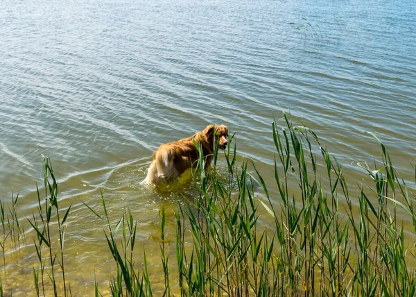 茶色で幸せな犬がいる晴れた夏の風景 犬は湖の岸で遊ぶ — ストック写真