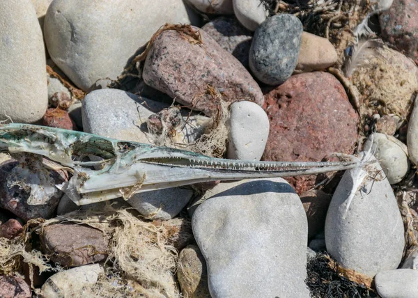 Foto Con Frammenti Scheletro Pesce Morto Uno Sfondo Ciottoli Costa — Foto Stock