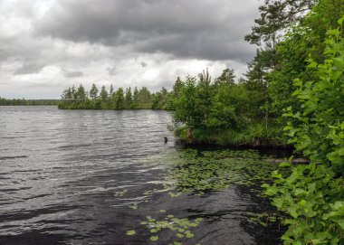 Bataklık gölünden rüzgarlı yaz manzarası, göl suyunun rüzgarı ve türbülansı, göl kıyısı, rüzgardaki ağaçlar, yazın bataklık gölü