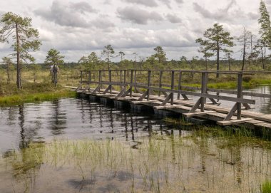 Bataklığın ortasında ahşap bir inşaat köprüsü olan manzara. Bataklıktaki güzel doğanın görüntüsü - bir gölet, kozalaklı ağaçlar, yosun, bulutlar ve suda yansımalar. Tipik Batı Estonya bataklığı, Nigula Doğa Koruma Alanı