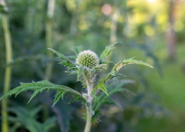 Dekoratif yeşil devedikeni çiçeği, bulanık arka plan, yaz manzarası
