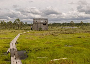 Bataklık sulak alanlarında küçük çam ağaçları, bataklık bitkileri ve göletleri olan ahşap ıslak patikalı manzara, tipik bir Batı-Estonya bataklığı. Nigula Doğa Koruma Alanı