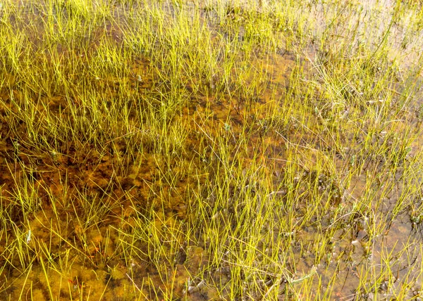 Traditionele Moerasvegetatie Achtergrond Moerasgras Planten Water Mos Zomer Het Moeras — Stockfoto