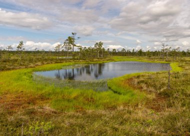 Göz kamaştırıcı bataklık manzaralı manzara. Güzel bulutlar. Bataklıktaki güzel doğa manzarası. Gölet, çam, yosun. Güneşli bir gün. Tipik bir Batı Estonya bataklığı. Nigula Doğa Koruma Alanı