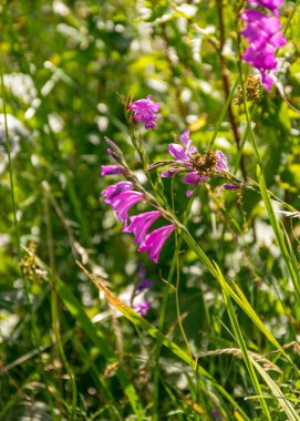 Güneşli yaz manzarası deniz kenarında bir kuş gözleme kulesi, Kabli, Prnu County, Estonya