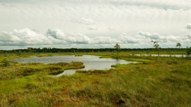 Bataklıktan, güneşli yaz günlerinden bataklık bitki örtüsü, ağaçlar, yosunlar ve havuzlarla bulutlu gökyüzü, Nigula bataklığı, Estonya