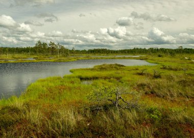 Bataklıktan, güneşli yaz günlerinden bataklık bitki örtüsü, ağaçlar, yosunlar ve havuzlarla bulutlu gökyüzü, Nigula bataklığı, Estonya