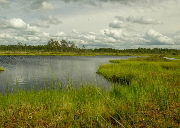 Landscape Swamp Sunny Summer Day Bog Vegetation Trees Mosses Ponds — Stock Photo, Image