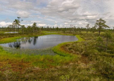 Göz kamaştırıcı bataklık manzaralı manzara. Güzel bulutlar. Bataklıktaki güzel doğa manzarası. Gölet, çam, yosun. Güneşli bir gün. Tipik bir Batı Estonya bataklığı. Nigula Doğa Koruma Alanı