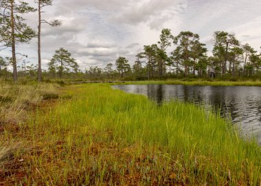 Göz kamaştırıcı bataklık manzaralı manzara. Güzel bulutlar. Bataklıktaki güzel doğa manzarası. Gölet, çam, yosun. Güneşli bir gün. Tipik bir Batı Estonya bataklığı. Nigula Doğa Koruma Alanı