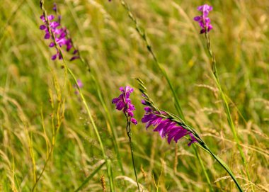 Gladiolus 'un kapladığı, koruma altındaki Gladiolus, Kabli, Prnu County, Estonya