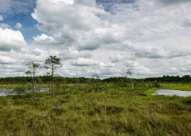 Bataklıktan, güneşli yaz günlerinden bataklık bitki örtüsü, ağaçlar, yosunlar ve havuzlarla bulutlu gökyüzü, Nigula bataklığı, Estonya