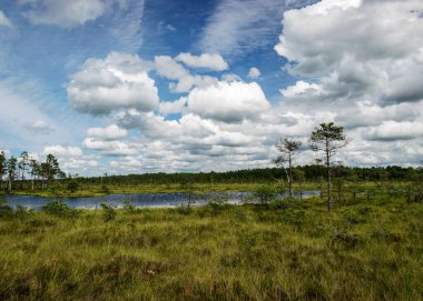 Bataklıktan, güneşli yaz günlerinden bataklık bitki örtüsü, ağaçlar, yosunlar ve havuzlarla bulutlu gökyüzü, Nigula bataklığı, Estonya