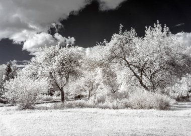 Ağaçlar ve çayırlar, muhteşem kümülüs bulutları, kızılötesi filtre, kızılötesi fotoğrafla çekilmiş sıra dışı gerçeküstü manzara.