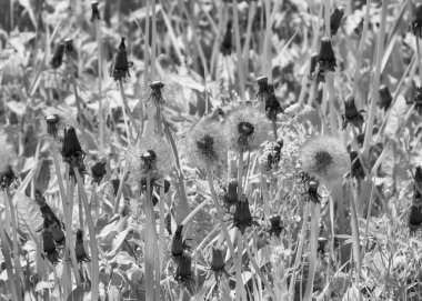 Soyut kızılötesi gerçeküstü manzara, çiçek parçaları, karlı çiçeğin şaşırtıcı doğasının kızılötesi fotoğrafı, ilginç doku.