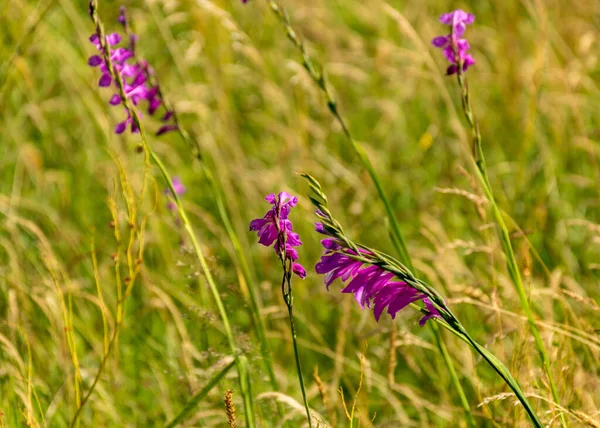 Bela Paisagem Com Gladiolus Selvagem Telha Gladiolus Planta Protegida Kabli — Fotografia de Stock