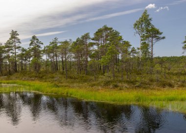 Göz kamaştırıcı bataklık manzaralı manzara. Güzel bulutlar. Bataklıktaki güzel doğa manzarası. Gölet, çam, yosun. Güneşli bir gün. Tipik bir Batı Estonya bataklığı. Nigula Doğa Koruma Alanı