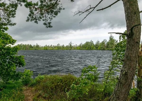 来自沼泽湖的夏日风貌 湖水的风和湍流 风中的树木 夏天的沼泽湖 — 图库照片