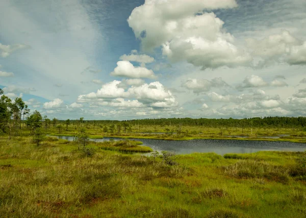 Landscape Swamp Sunny Summer Day Bog Vegetation Trees Mosses Ponds — Stock Photo, Image