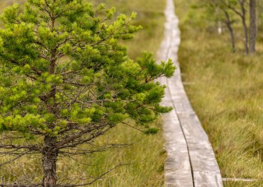 Bataklık sulak alanlarında küçük çam ağaçları, bataklık bitkileri ve göletleri olan ahşap ıslak patikalı manzara, tipik bir Batı-Estonya bataklığı. Nigula Doğa Koruma Alanı