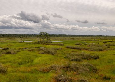 Geleneksel bataklık manzarası bir yaz günü, bataklık bitkisi, rüzgarlı hava, Nigula Doğa Rezervi, Estonya