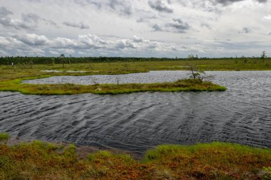 Bataklıktan, güneşli yaz günlerinden bataklık bitki örtüsü, ağaçlar, yosunlar ve havuzlarla bulutlu gökyüzü, Nigula bataklığı, Estonya