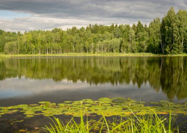 Göl kenarındaki güneşli yaz manzarası, ağaçlar ve kümülüs bulutları göl suyuna yansıyor, kıyı sazlıklarla kaplanıyor, yaz doğası.