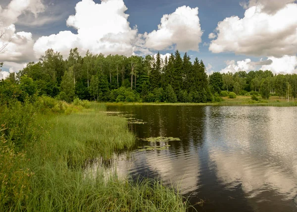 Paysage Estival Ensoleillé Bord Lac Les Arbres Les Cumulus Reflètent — Photo