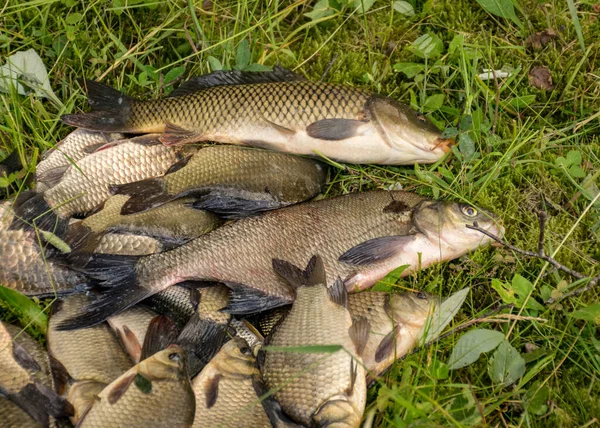 Fotografia Rybami Brzegu Jeziora Połów Rybaka Holu Lato Nad Wodą — Zdjęcie stockowe