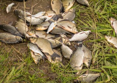 Göl kıyısında balıklarla fotoğraf, koridorda balıkçı avı, deniz kenarında yaz.