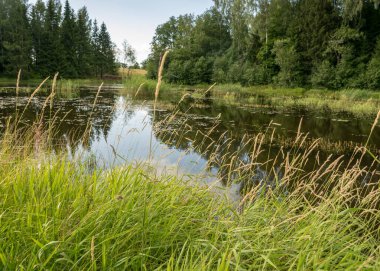 Göl kenarındaki güneşli yaz manzarası, ağaçlar ve kümülüs bulutları göl suyuna yansıyor, kıyı sazlıklarla kaplanıyor, yaz doğası.