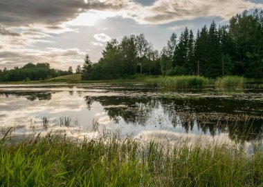 Göl kenarındaki güneşli yaz manzarası, ağaçlar ve kümülüs bulutları göl suyuna yansıyor, kıyı sazlıklarla kaplanıyor, yaz doğası.