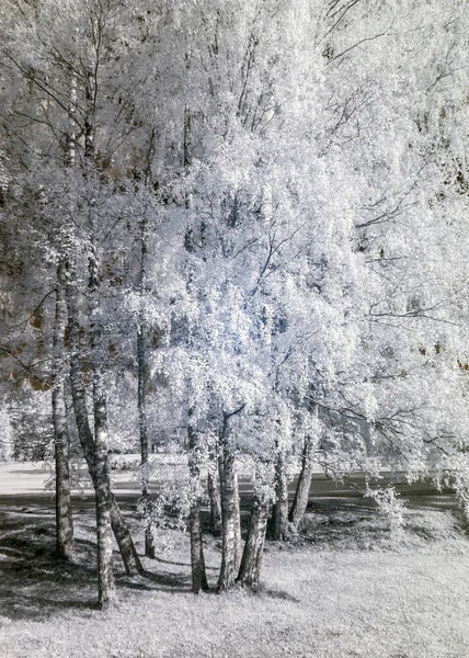 Необычный Сюрреалистический Пейзаж Деревьями Лугами Великолепные Кучевые Облака Фото Инфракрасным — стоковое фото