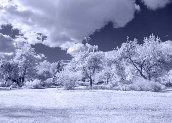 Ασυνήθιστο Σουρεαλιστικό Τοπίο Δέντρα Και Λιβάδια Πανέμορφα Πυκνά Σύννεφα Φωτογραφημένο — Φωτογραφία Αρχείου