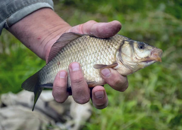 Bild Mit Einem Fisch Der Hand Eines Fischers Sommerangeln Hobbyangeln — Stockfoto