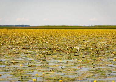 Sarı su zambağı çayırı, güneşli bir yaz günü, geniş ovalarda vahşi su zambakları, Burtnieks Gölü, Letonya