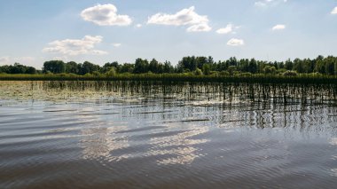 Arka plandaki çimenler ve bitkiler, sakin göldeki bulut yansımaları, Burtnieks Gölü, Letonya