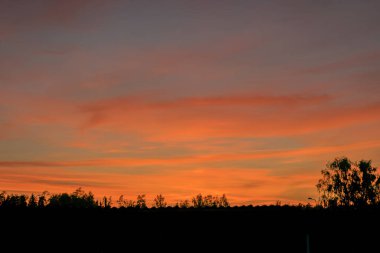 Renkli günbatımı gökyüzü ve siyah ağaç siluetleri, yaz zamanı.