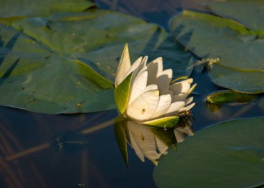 Gölde güzel beyaz nilüferler, suda yansımalar, deniz kenarında yaz zamanı