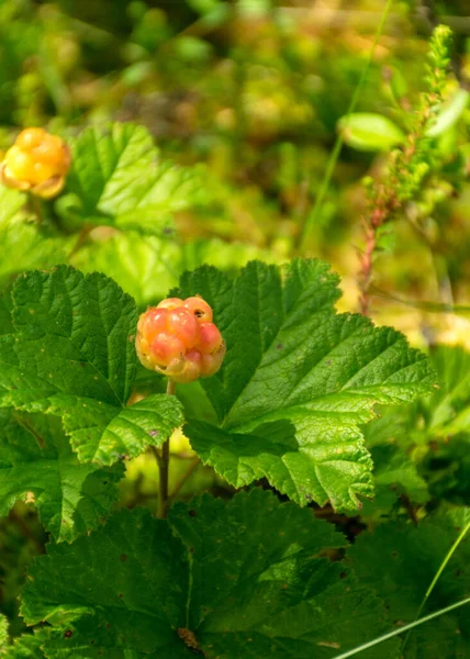 Cloudberry Cresc Mlaștina Din Latvia Vara Mlaștină Ziua Însorită — Fotografie, imagine de stoc