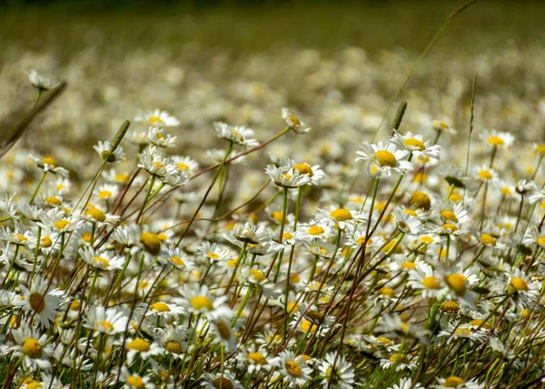 白いデイジーの花の背景背景壁紙白いデイジーのフィールド夏時間 — ストック写真