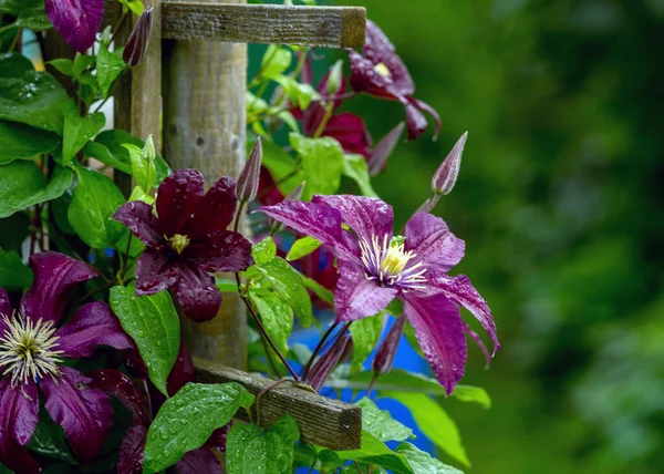 Belles Fleurs Pourpres Clématites Jardin Été Après Pluie Heure Été — Photo