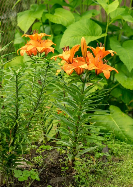 Фотография Красивым Цветком Оранжевой Лилии Летнее Время Времени — стоковое фото