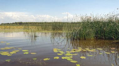Sarı su zambağı çayırı, güneşli bir yaz günü, geniş ovalarda vahşi su zambakları, Burtnieks Gölü, Letonya
